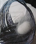 cacoon